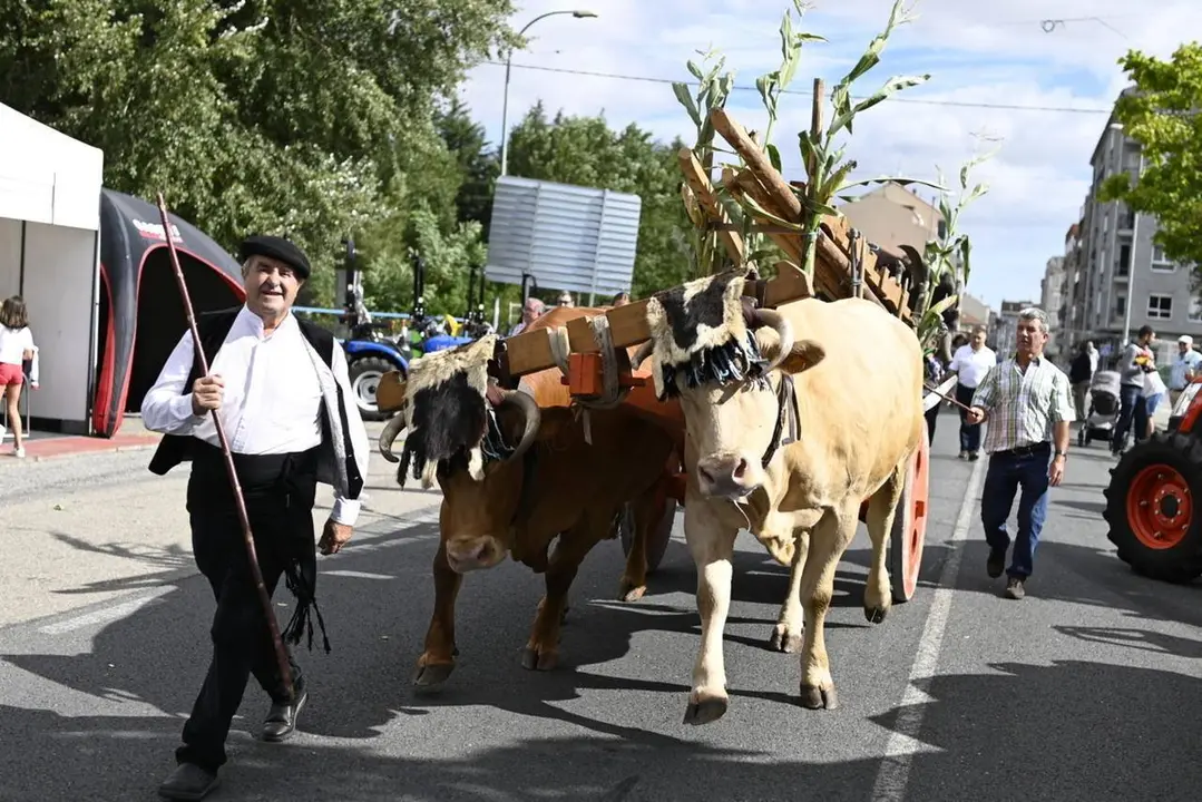 A "xugada" de vacas captou moita atenci&oacute;n na ma&ntilde;&aacute; de hoxe en Alimagro. | FOTO: Noelia Caseiro.