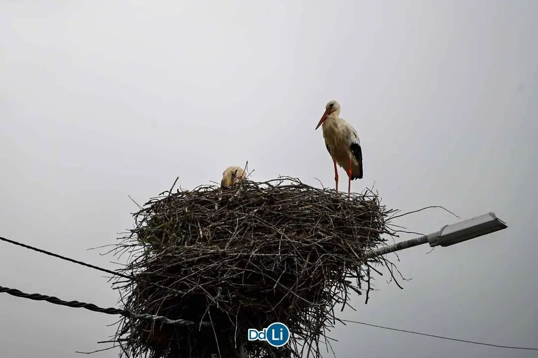 image00003