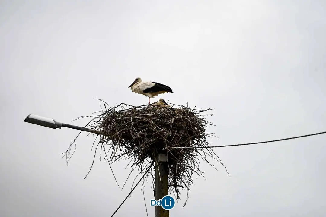 image00014