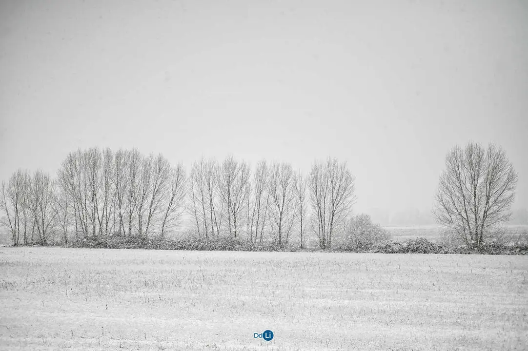 neve xinzo-33