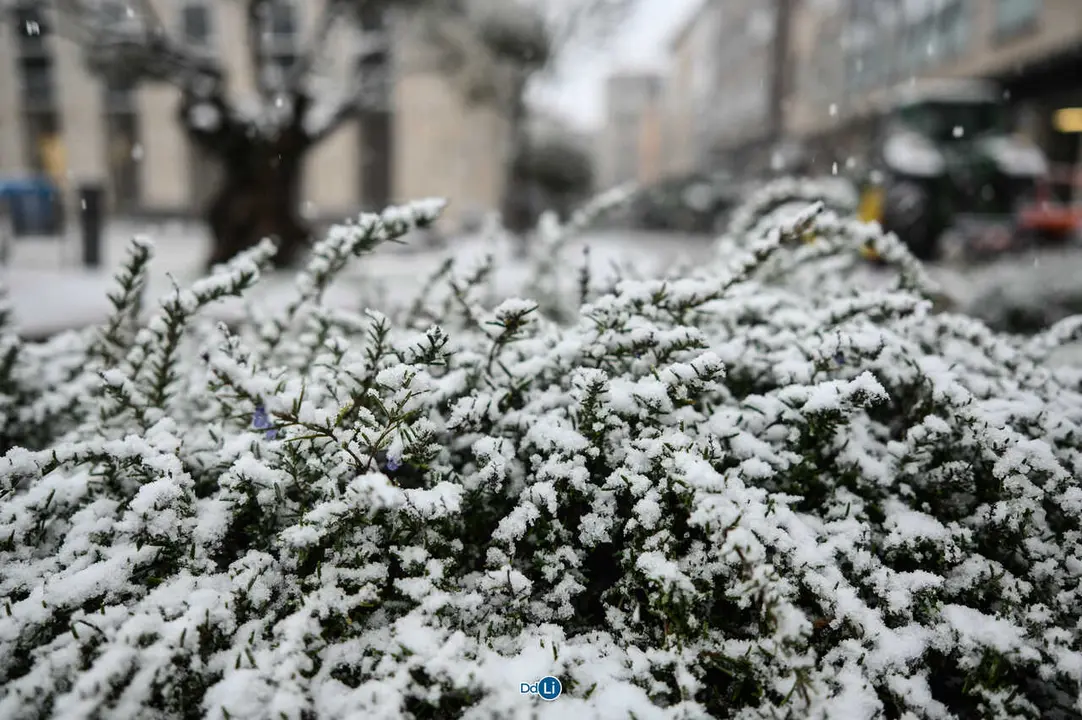 neve xinzo-55