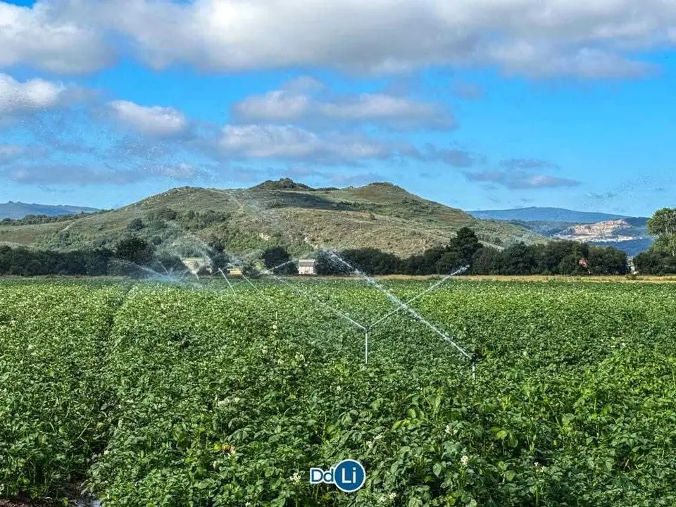 La digitalizaci&oacute;n del regad&iacute;o permite ajustar los aportes h&iacute;dricos a las necesidades reales del cultivo en A Limia. | Foto: Noelia Caseiro.