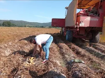 O concelleiro de Medio Rural, Amador D&iacute;az recollendo patacas de Xinzo de Limia.