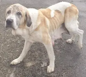 Unha das cadelas da granxa de Calvos de Rand&iacute;n. | FOTO: Pro Animales Xinzo.
