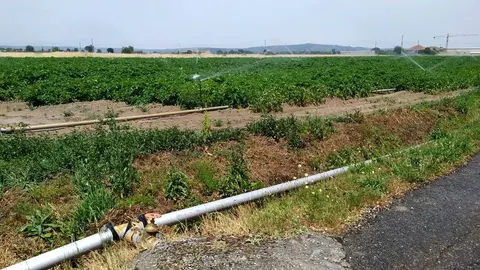 Rego por aspersor nunha finca de patacas este m&eacute;rcores na Limia