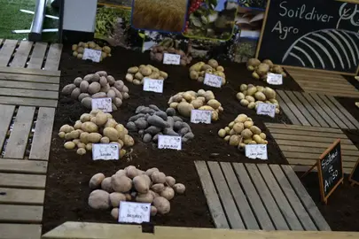 ALIMAGRO 9. expo