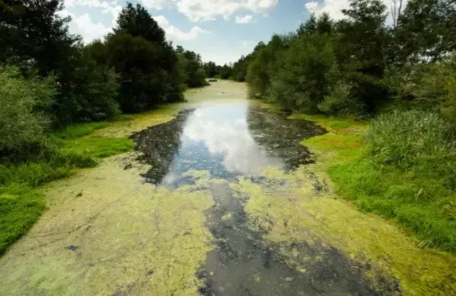 Estado de las aguas en zonas del embalse de As Conchas | FOTO: V&iacute;ctor Luengo, Amigas de la Tierra, ClientEarth.