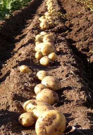 Detalle de la patata certificada en la finca, lista para ser recolectada y distribuida.