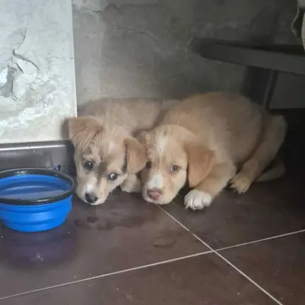 Dos de los cachorros recuperados estaban atados en el puente.
