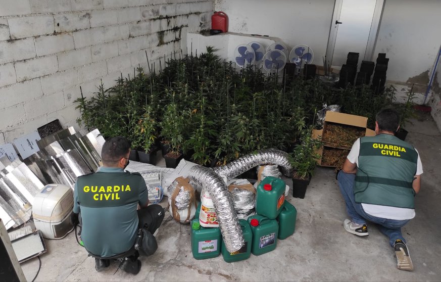 As plantas de marihuana incautadas no edificio en aluguer de Buxan. | FOTO: Cedida.