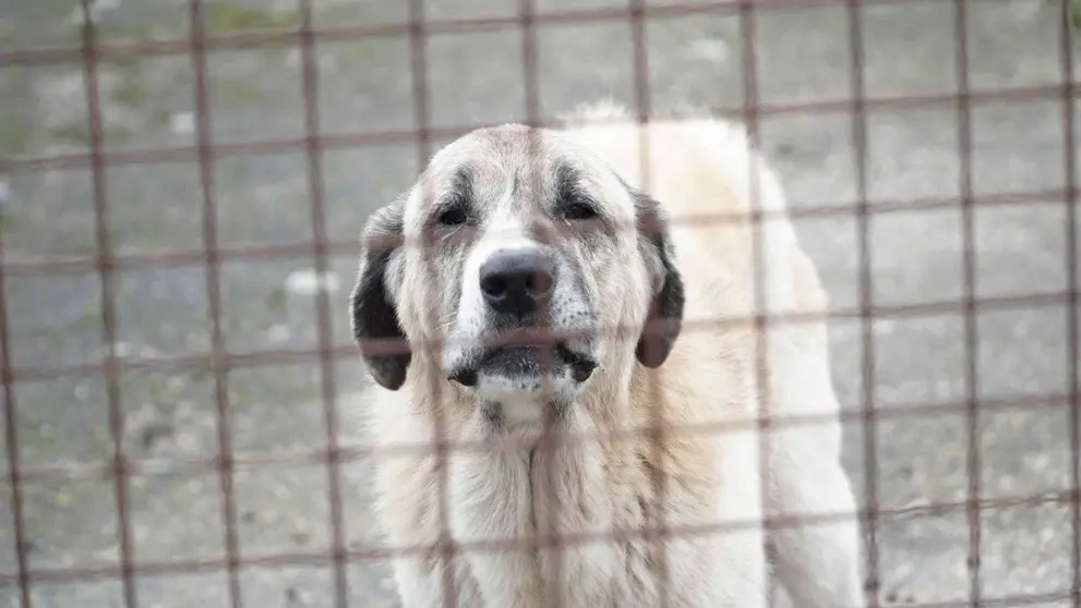 Mastín en estado de abandono en Calvos de Randín.