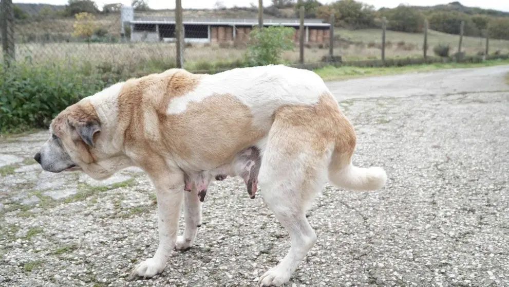 Mastín en estado de abandono en Calvos de Randín.