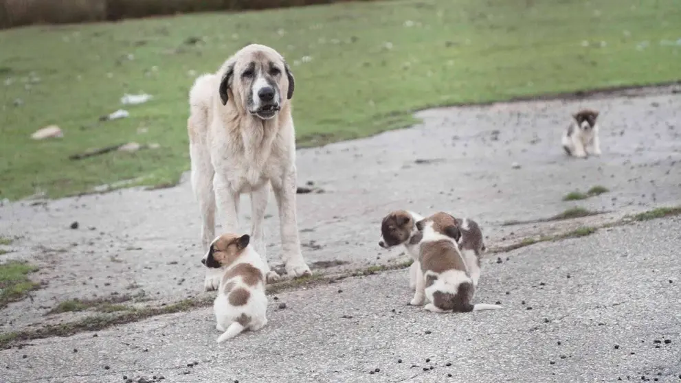 Mastíns en estado de abandono en Calvos de Randín.