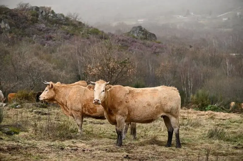 Vacas. Extensivo. Larouco. Baltar. A Vaquería