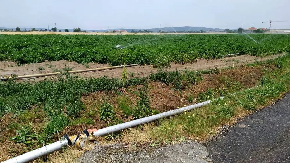 Rego por aspersor nunha finca de patacas este mércores na Limia