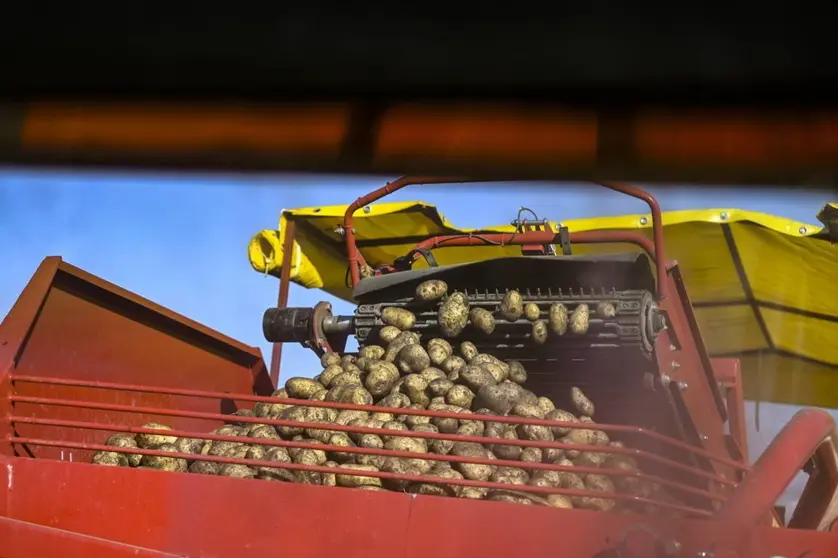 Trabajos de recogida de patatas.