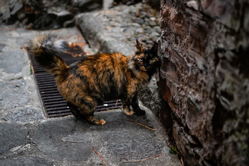 Un gato, en la calle. | FOTO: Noelia Caseiro.