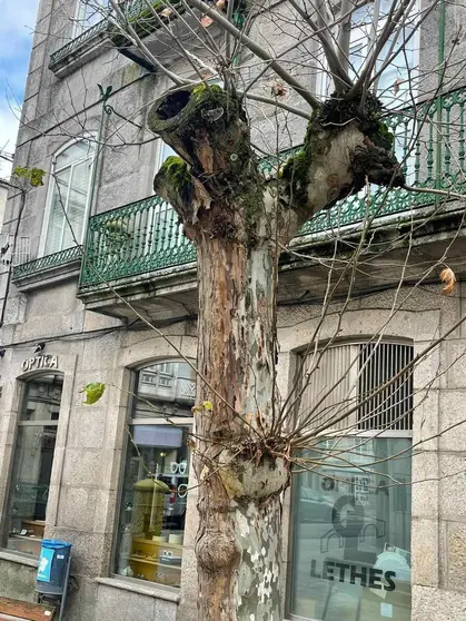 Árbore retirada na Praza Xoán XXIII, antes Praza dos Ovos.