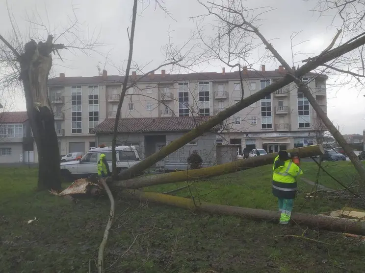 Retirada del árbol caído.