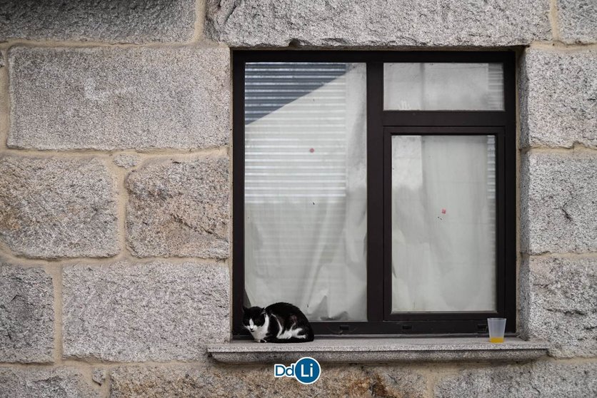 Un dos gatos que vive nas rúas de Xinzo.
