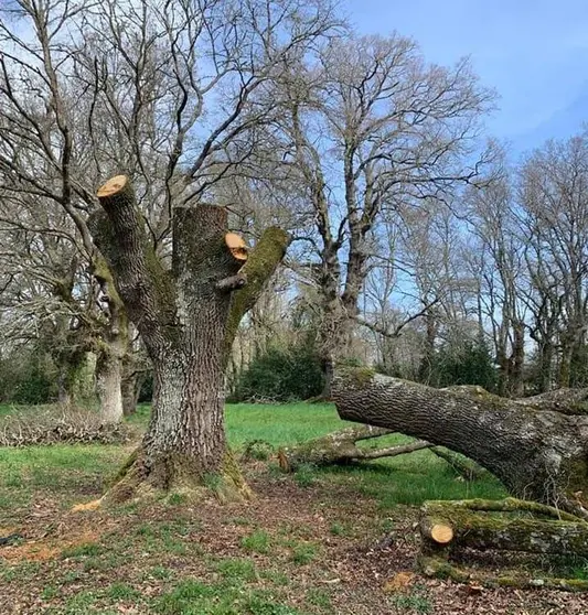 Uno de los robles que sufrió el arboricidio.