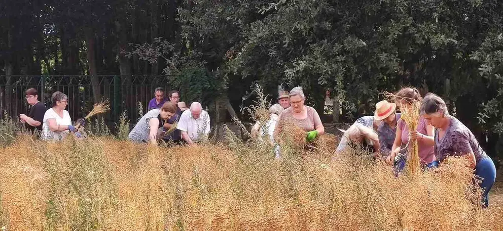 As mulleres recolleron e riparon o liño en Vilar de Santos.