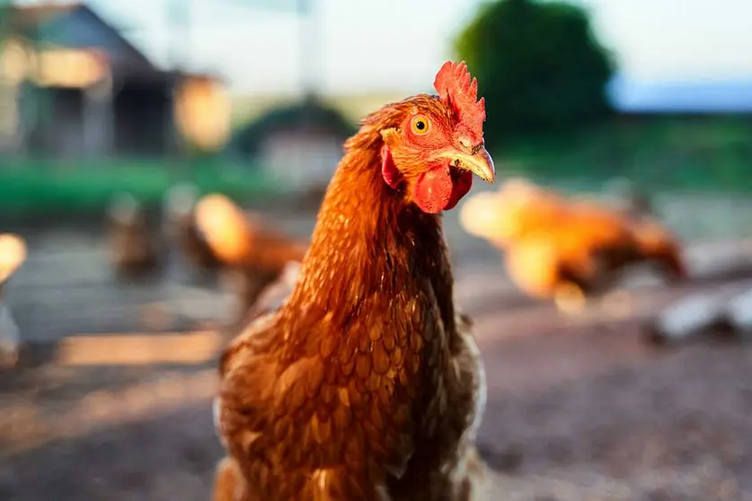 A Xunta proh&iacute;be a cr&iacute;a de aves de curral ao aire libre en cinco concellos da Limia.