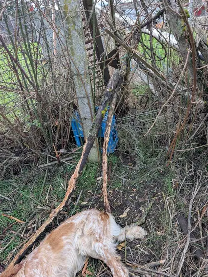 Omitimos parte de la imagen del cuerpo de "Breti". Recibi&oacute; un fuerte golpe en su cr&aacute;neo.