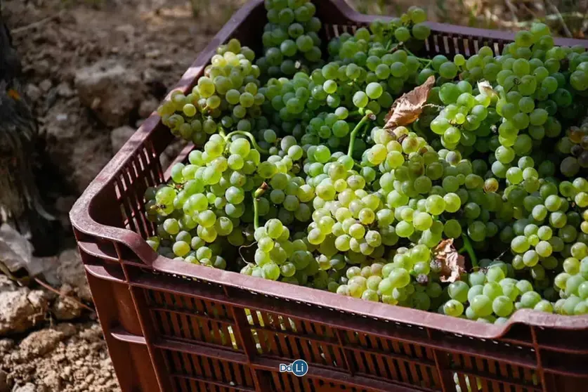 Imagen de la recolecci&oacute;n de uva blanca de la variedad Godello en un vi&ntilde;edo de la comarca de Monterrei. | FOTO: Noelia Caseiro.