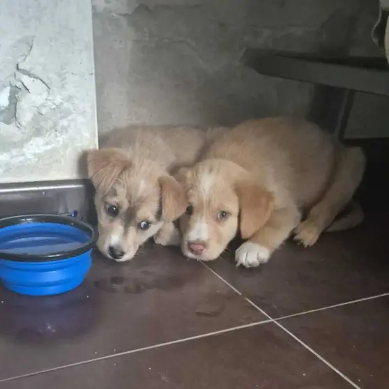 Dos de los cachorros recuperados estaban atados en el puente.