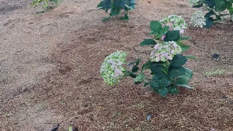 Actos vandálicos no parque do Toural de Xinzo de Limia.