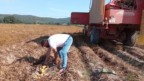 O concelleiro de Medio Rural, Amador D&iacute;az recollendo patacas de Xinzo de Limia.