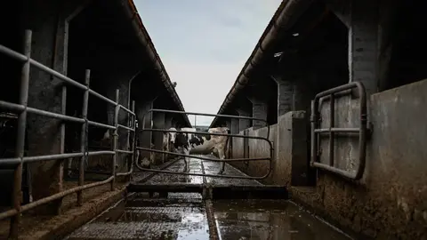 Antelana. Leite (2). Crise sector. Vacas