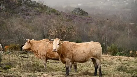 Vacas. Extensivo. Larouco. Baltar. A Vaquer&iacute;a