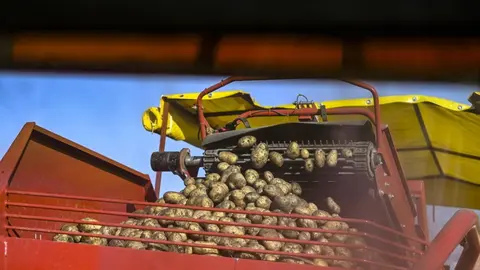 Trabajos de recogida de patatas.