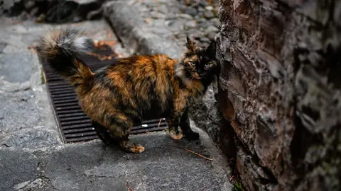 Un gato, en la calle. | FOTO: Noelia Caseiro.