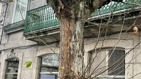 &Aacute;rbore retirada na Praza Xo&aacute;n XXIII, antes Praza dos Ovos.
