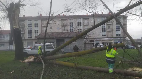 Retirada del &aacute;rbol ca&iacute;do.