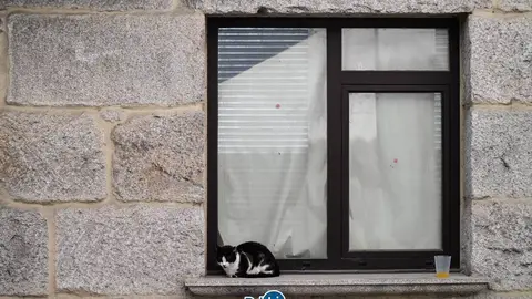 Un dos gatos que vive nas r&uacute;as de Xinzo.