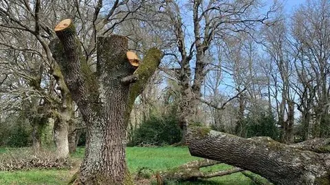 Uno de los robles que sufri&oacute; el arboricidio.