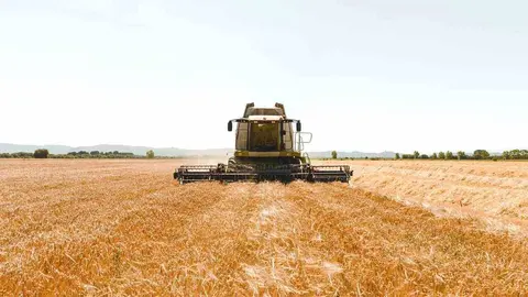 Los 152.000 kilos de cebada se recogieron en un terreno de cultivo de 32 hect&aacute;reas.