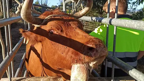 Ganado afectado por enfermedad de EHE.