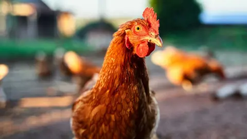 A Xunta proh&iacute;be a cr&iacute;a de aves de curral ao aire libre en cinco concellos da Limia.
