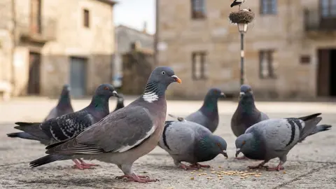 O pombo, xunto coa rula e o paspall&aacute;s, centrar&aacute; os traballos de campo e observaci&oacute;n da nova investigaci&oacute;n de Medio Ambiente.
