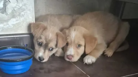 Dos de los cachorros recuperados estaban atados en el puente.
