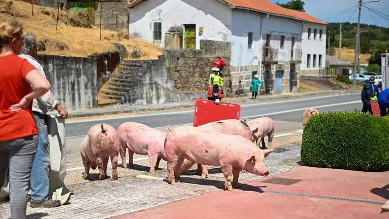 Vuelca un camión en Baltar mientras transportaba cerdos | NOTICIAS XINZO