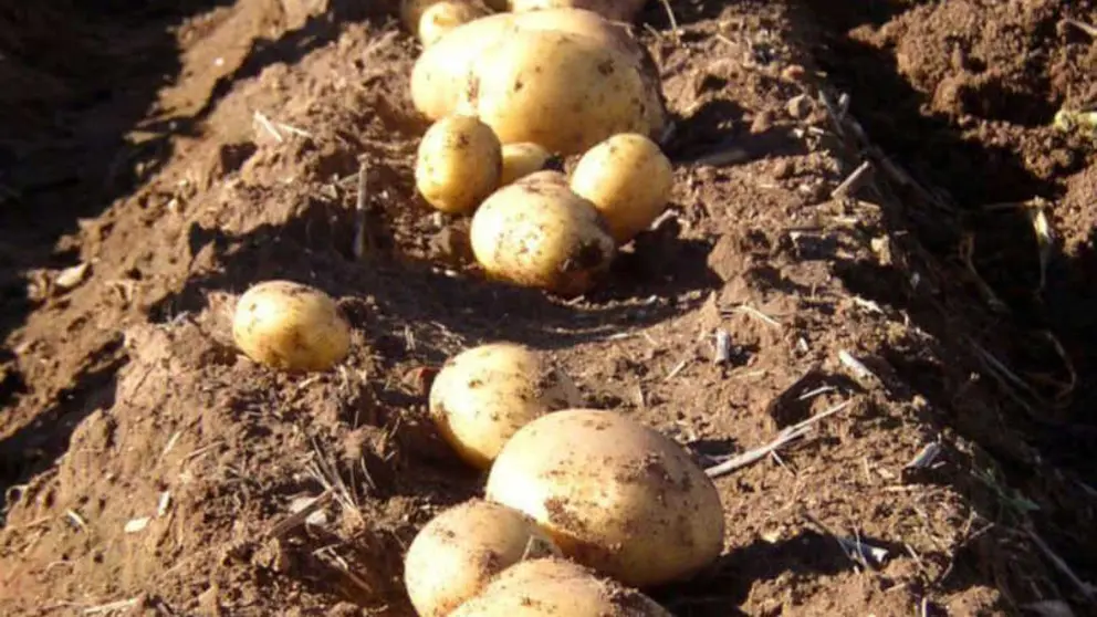 Detalle de la patata certificada en la finca, lista para ser recolectada y distribuida.