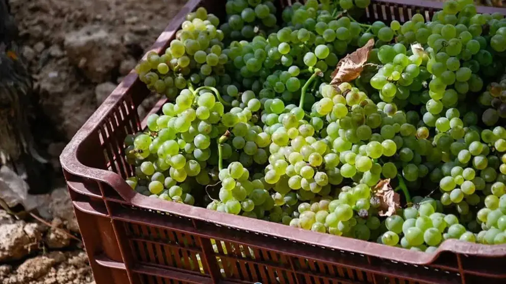 Imagen de la recolecci&oacute;n de uva blanca de la variedad Godello en un vi&ntilde;edo de la comarca de Monterrei. | FOTO: Noelia Caseiro.
