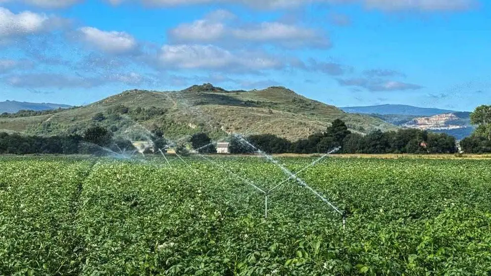 La digitalizaci&oacute;n del regad&iacute;o permite ajustar los aportes h&iacute;dricos a las necesidades reales del cultivo en A Limia. | Foto: Noelia Caseiro.