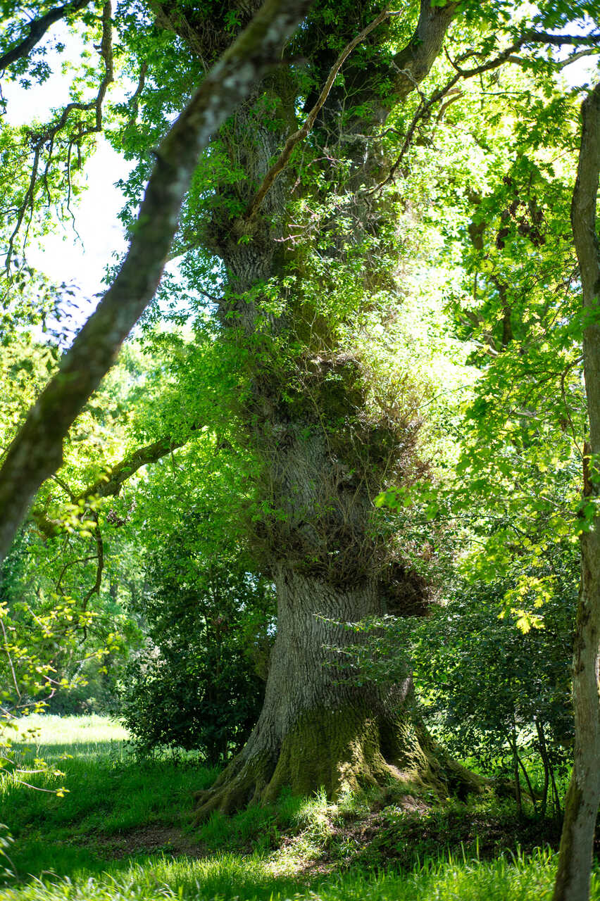 A Carballa da Rocha, situada en Rairiz de Veiga, es un ejemplar de roble milenario declarado Monumento Natural por su valor paisajístico.